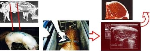 La ecografía en la calificación carnicera del cerdo vivo - Image 1