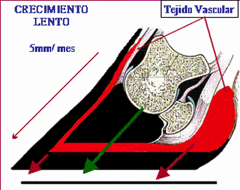 Laminitis: una piedra en el zapato de sus animales - Image 2