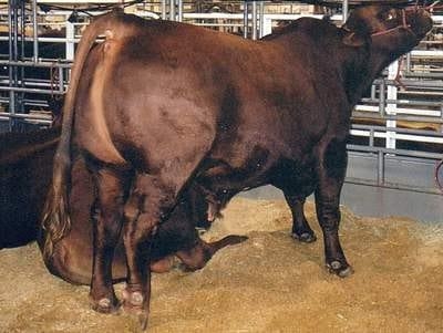 Laminitis: una piedra en el zapato de sus animales - Image 18