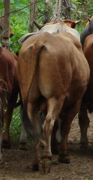 Laminitis: una piedra en el zapato de sus animales - Image 20