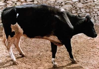 Laminitis: una piedra en el zapato de sus animales - Image 19