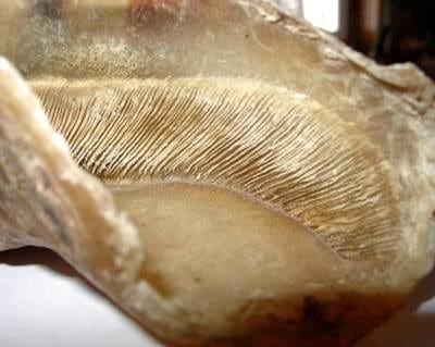 Laminitis: una piedra en el zapato de sus animales - Image 6