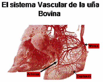 Laminitis: una piedra en el zapato de sus animales - Image 8