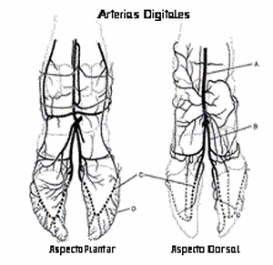 Laminitis: una piedra en el zapato de sus animales - Image 9