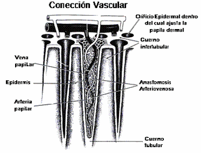 Laminitis: una piedra en el zapato de sus animales - Image 10