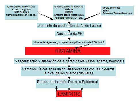 Laminitis: una piedra en el zapato de sus animales - Image 11