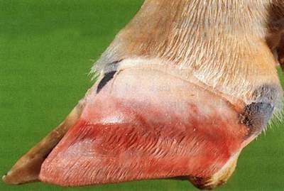 Laminitis: una piedra en el zapato de sus animales - Image 12