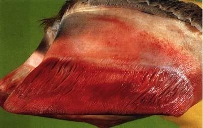 Laminitis: una piedra en el zapato de sus animales - Image 13