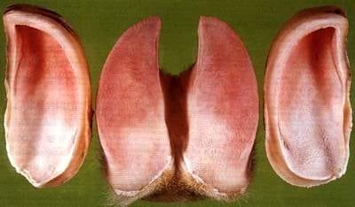 Laminitis: una piedra en el zapato de sus animales - Image 14