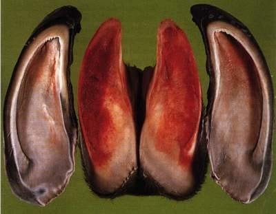 Laminitis: una piedra en el zapato de sus animales - Image 15