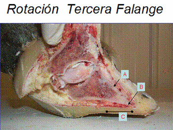 Laminitis: una piedra en el zapato de sus animales - Image 17