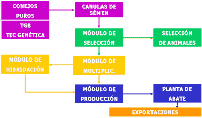 Proyecto Integral de granja de producción, Centro de Genética Aplicada y Frigorífico Abatedor - Image 4