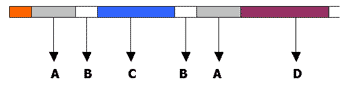 Búfalos, Congelación de Embriones. (Protocolo de Superovulación del Bubalis Bubalis) - Image 1