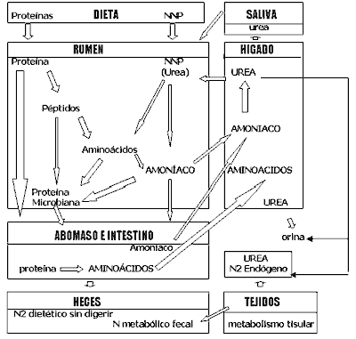 Urea: Su utilización en rumiantes - Image 1