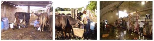 Caracterización de la cadena agroalimentaria de ganadería bovina en la Región del Papaloapan, Veracruz - Image 2