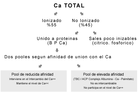Calcio, Fósforo, Vitamina D y Parathormona. - Image 6
