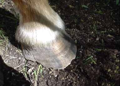Un nuevo concepto en el herrado del Caballo - Image 6