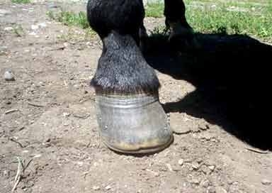 Un nuevo concepto en el herrado del Caballo - Image 7