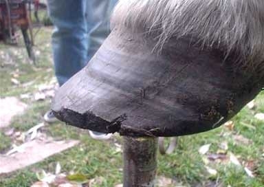 Un nuevo concepto en el herrado del Caballo - Image 8