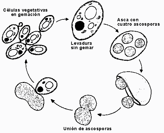 Las Levaduras para la Alimentación de los porcinos (Saccharomyces Cerevisiae) - Image 1