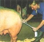 Conservación de la calidad del Semen: Diluyentes, Empaque, Temperatura y Transporte - Image 1