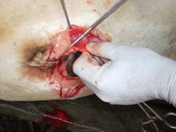 Desviacion lateral subcutanea del pene para toros calentadores - Image 13