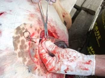 Desviacion lateral subcutanea del pene para toros calentadores - Image 22