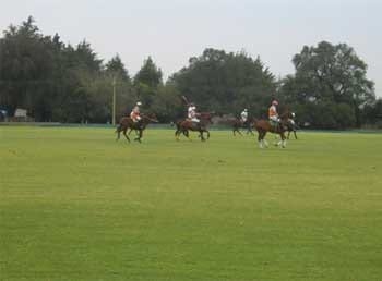 El clembuterol en el caballo atleta - Image 5