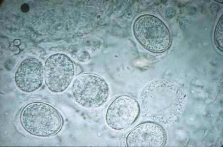 Coccidiosis Porcina - Image 1