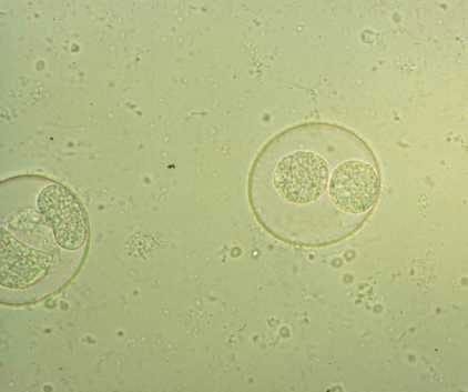 Coccidiosis Porcina - Image 2