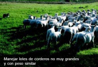 Engorde de corderos pesados. Las claves del negocio - Image 4
