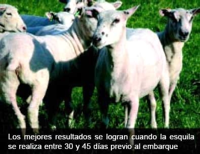 Engorde de corderos pesados. Las claves del negocio - Image 5