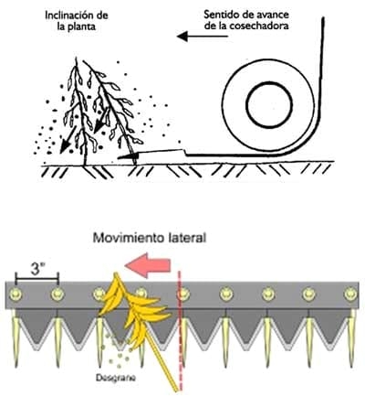 Cosecha de Soja: Estado actual, Consejos técnicos. Problemática de sojas con tallo verde. Reducción de las pérdidas. - Image 1