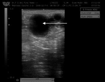 Primera Transferencia Embrionaria doble en una yegua de raza Peruana de Paso laureada - Image 2