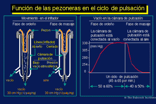 Funcionamiento y Evaluación de Máquinas de Ordeño y su Repercusión en la Mastitis Bovina - Image 3