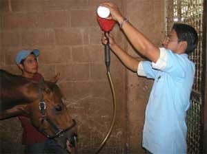 Los mitos de la desparasitación en el caballo - Image 3