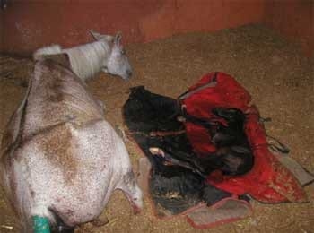 Los mitos de la desparasitación en el caballo - Image 5