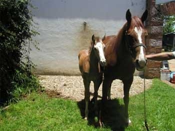 Los mitos de la desparasitación en el caballo - Image 6