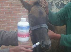 Los mitos de la desparasitación en el caballo - Image 8