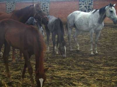 Los mitos de la desparasitación en el caballo - Image 9