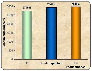 Evaluación de la fertilización química y biológica en trigo - Image 5