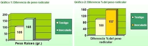Incremento de la materia orgánica radicular en los cultivos de Maíz (Zea mays) y Sorgo Granífero (Sorghum bicolor) inoculados con Azopirillum Brasiliense - Image 1