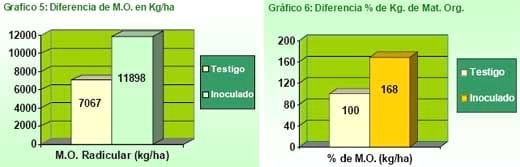Incremento de la materia orgánica radicular en los cultivos de Maíz (Zea mays) y Sorgo Granífero (Sorghum bicolor) inoculados con Azopirillum Brasiliense - Image 3