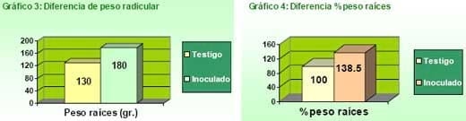 Incremento de la materia orgánica radicular en los cultivos de Maíz (Zea mays) y Sorgo Granífero (Sorghum bicolor) inoculados con Azopirillum Brasiliense - Image 5