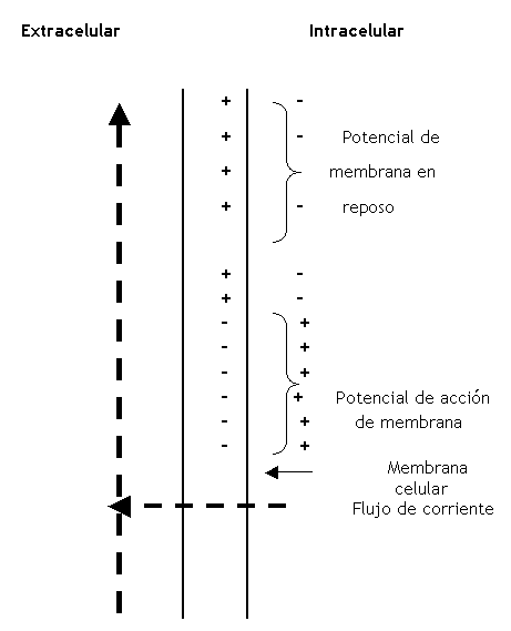 Fisiología del Ejercicio (Laboratorios Burnet) - Image 12