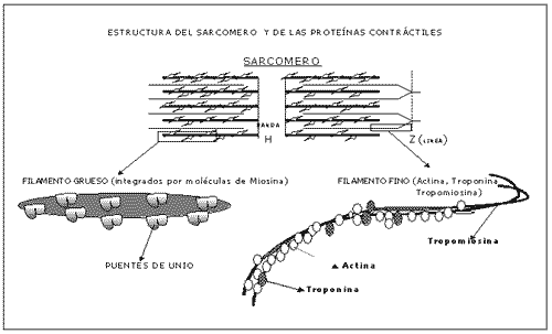 Fisiología del Ejercicio (Laboratorios Burnet) - Image 3