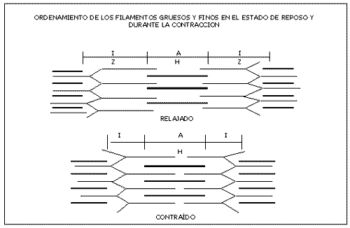 Fisiología del Ejercicio (Laboratorios Burnet) - Image 4