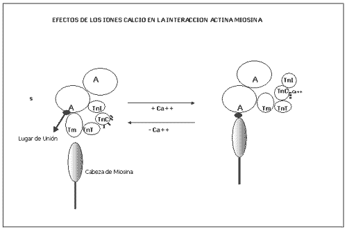 Fisiología del Ejercicio (Laboratorios Burnet) - Image 6
