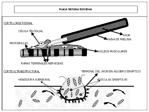 Fisiología del Ejercicio (Laboratorios Burnet) - Image 8
