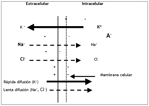 Fisiología del Ejercicio (Laboratorios Burnet) - Image 9